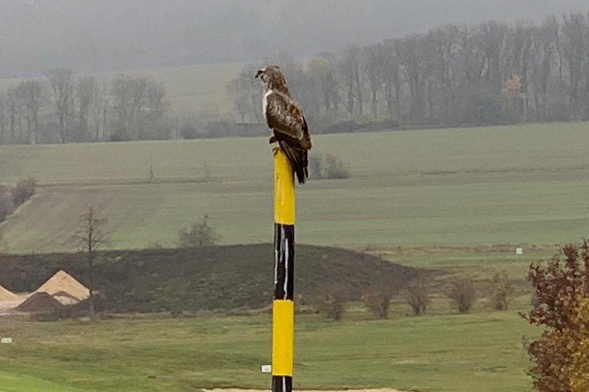 maeusebussard_arbeitet_als_marshall_auf_dem_golfplatz